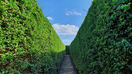 labyrinth of plants, pov, concept of searching your way or finding your destiny