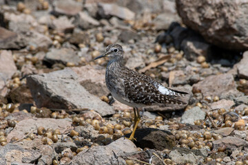 Wood sandpiper (Tringa glareola) spotted at Bhigwan in Maharashtra, India