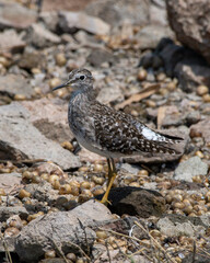 Wood sandpiper (Tringa glareola) spotted at Bhigwan in Maharashtra, India