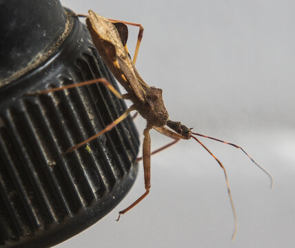 insecte