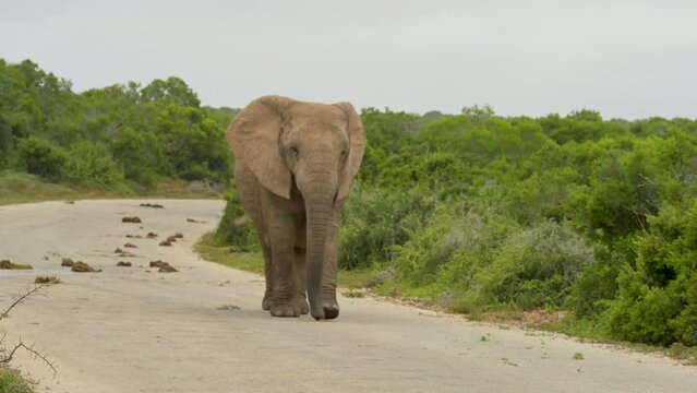 Elefanten im Naturreservat Addo Elephant National Park S&uuml;dafrika
