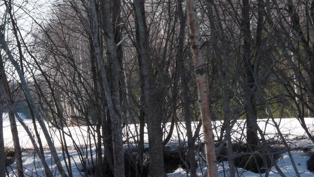 European Roe Deer walking on snowy field behind trees