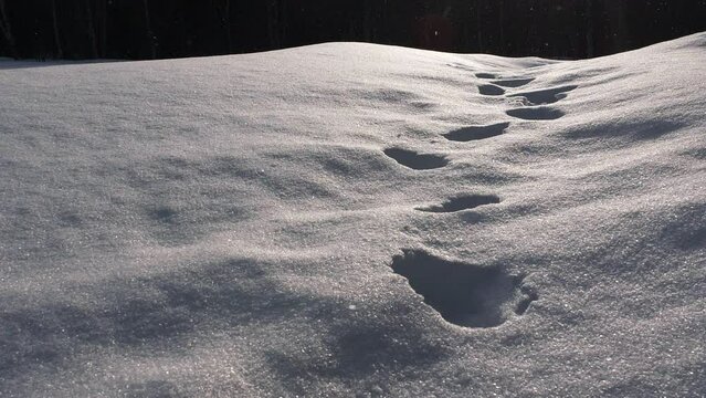 Amazing crisp footprints of Santa Claus, Christmas snow falling in slow motion