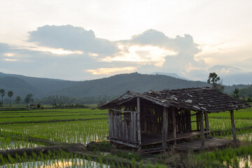 old cottage in green rice field