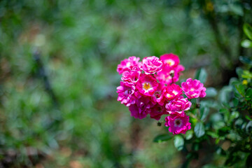 Photo of rose in park. Blurred background.
