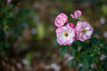 Photo of rose in park. Blurred background.