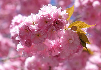 Spring Flowers Banner. Branch of blooming pink flowers of Sakura tree in early spring. Amazing natural floral spring banner or greeting card, postcard, poster.