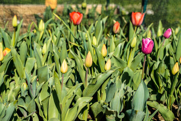 Flower bed of tulips at the beginning stage of blooming.
