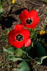 Bright red, fully bloomed tulips outdoors.