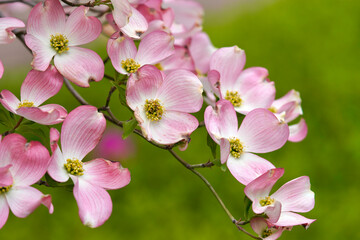 ハナミズキ Dogwood