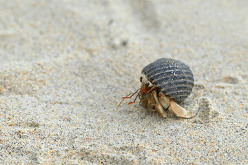 A nearly extinct animal, hermit crab, in a black shell walking on a beautiful white sand beach.