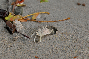 A white Horned Ghost Crab that was affected by plastic pollution and flood tide, moving out from their refuge hole.