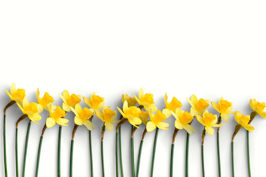 Fiori di primavera, natura e amore