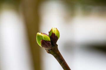 close-up of branches of trees and shrubs with buds and first leaves in spring. The concept is a new life.