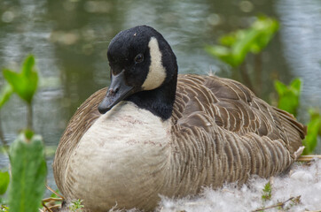 Canada Goose on nest