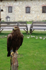 falcon guarding the courtyard of the castle