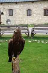 falcon guarding the courtyard of the castle