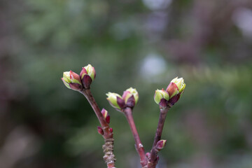 close-up of branches of trees and shrubs with buds and first leaves in spring. The concept is a new life.