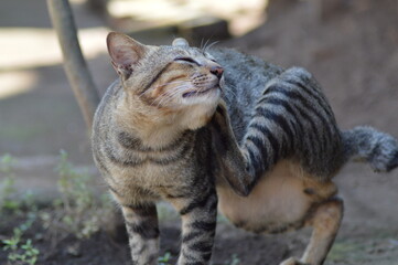 Striped Black Tomcat Scratching His Head In The Yard