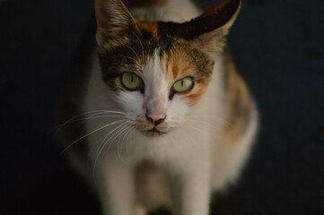 The Sharp Eyes Of A Female Cat Hiding In The Room