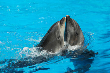 Obraz premium Dolphins swimming in pool at marine mammal park