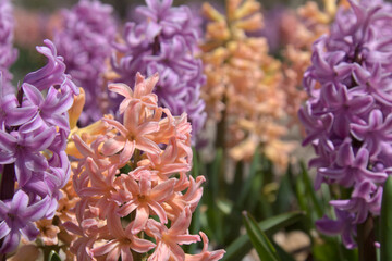 Close up of a pink Hyacinth  in spiring.