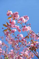 Spring Flowers Banner. Branch of blooming pink flowers of Sakura tree in early spring. Amazing natural floral spring banner or greeting card, postcard, poster.
