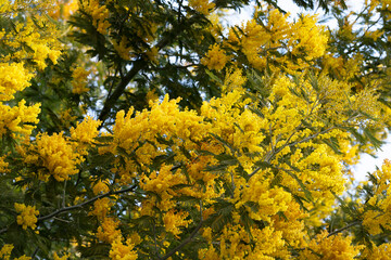 Mimosa tree with bunches of fluffy tender flowers of it. Background of yellow mimosa tree. Concept of holidays and mimosa flower decoration