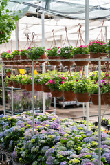 Fototapeta premium Blooming season in greenhouse with rows of flowers in blossom and pots with plants hang on racks. Growing greenery for indoor and outdoor decoration. Gardening industry and hothouse business concept