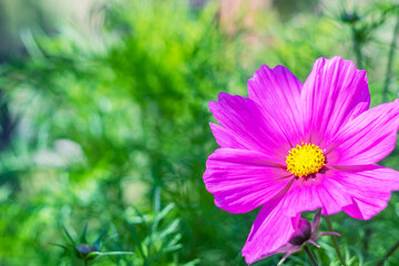 Fototapeta premium Cosmos pink flower (sunflower family) bright pink green colors