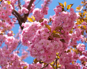 Spring Flowers Banner. Branch of blooming pink flowers of Sakura tree in early spring. Amazing natural floral spring banner or greeting card, postcard, poster.