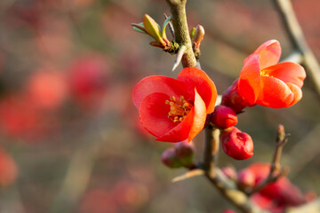 Flowering Guince Chaenomeles speciosa x Chaenomeles. japonica in garden. bright red flowers on a bush in April