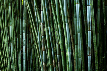 Tropical Blue Bamboo tree stalks (Bambusa chungii) - stock photo