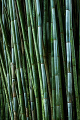 Tropical Blue Bamboo tree stalks (Bambusa chungii) - stock photo
