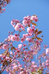 Spring Flowers Banner. Branch of blooming pink flowers of Sakura tree in early spring. Amazing natural floral spring banner or greeting card, postcard, poster.