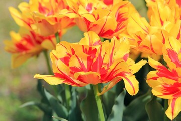 Bright yellow-red tulips on a blurry background in the garden