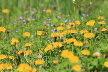 Yellow dandelions on a blurry background in the park