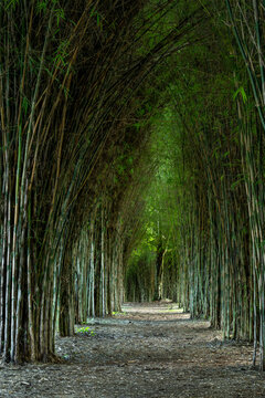 Footpath amidst bamboo trees In forest ,  Armenia region, Colombia, South America