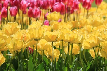Bright yellow tulips on a blurry background in the garden