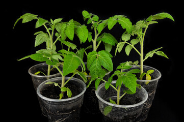 tomato seedlings in a glass on a black background