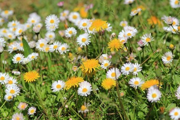 Yellow dandelions and white daisies on a blurry background in the park
