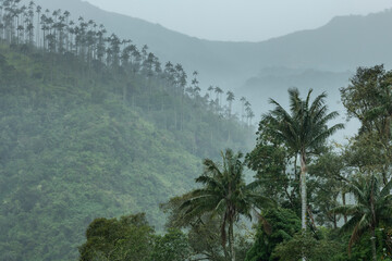 Fototapeta na wymiar Rainy day in one of the many valleys of wax palm forests near Salento, Quindio region, Colombia