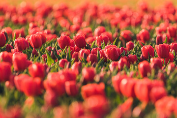 Tulpenblüte, Tulpenfeld Holland