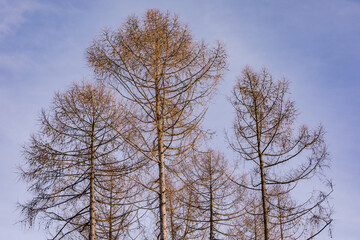 Three larches have no needles in winter and are not not evergreen