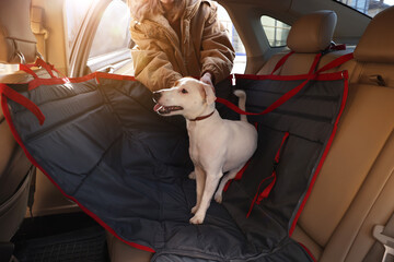 Woman fastening her cute Jack Russel Terrier dog with safety belt in bag carrier inside car. Pet...