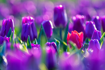 lila Tulpen mit weißer Blume dazwischen