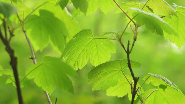 Fresh green leaves moving in the spring breeze in the forest. Close up shot, shallow depth of field, no people