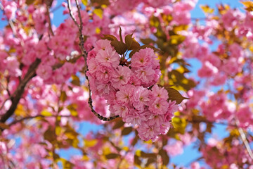 Spring Flowers Banner. Branch of blooming pink flowers of Sakura tree in early spring. Amazing natural floral spring banner or greeting card, postcard, poster.