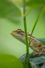 lizard on a leaf