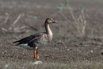 Taiga bean goose (Anser fabalis) spotted at Bhigwan in Maharashtra, India